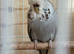 Budgies for sale