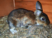 3 mini rex rabbits