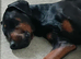 Dobermann