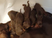 BEAUTIFUL DACHSHUND BABIES