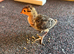 Ringneck pheasant chicks