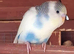 Baby budgies