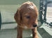 Cocker spaniel male puppie