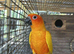 Untamed Sun Conure