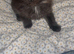 Female kittens for sale