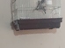 2026 goldfinches for sale
