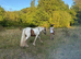4y. old piebald gelding pony approx. 12.3hh