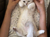 Beautiful White BSH with slight Chinchilla pattern looking for home