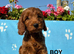 F1 COCKAPOO PUPPIES AVAILABLE!