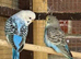Lovely baby budgies