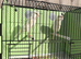 2026 Persian canary pair