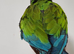 Silly Tame Handreared Female Baby Military Macaw
