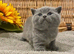 EXCEPTIONAL EXAMPLE BSH BOY (READY 26TH JULY)