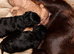 F1 cockapoo puppies