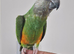 Baby senegal with cage