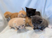 Pretty kittens > British Blue x Calico half Bengal from &pound;100..