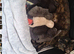 Female grey kitten.