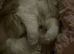 2 year old pure ragdoll female