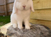 Pure bred mini lop buck