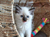 RAGDOLLS GIRL SEAL POINT BLUE EYES