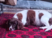 English Springer Spaniel Puppies