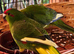 2 x Kakarikis for sale - Green with Yellow