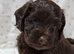 Cocker spaniel pups
