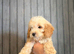 F1 cockapoo puppies