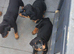 Beautiful Rottie girl