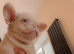 Full fluffy French bulldog boy last one left