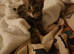 Tabby kitten male