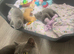 British shorthair kittens British Blues ️