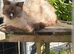 Ragdoll male tica and gccf