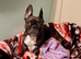 French Bulldog x puppies for sale