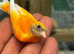 Red siskin mutation