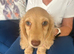 Cream long haired mini dachshund pups