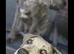 13 month old female cane corso