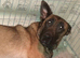 Belgian Shepherd Female Pup