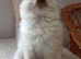 Ragdoll kitten, Available Girl