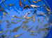 Koi carp