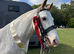 Super Cob Allrounder 15.1hh 9 years