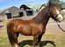 Welsh D Chestnut Gelding