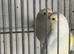 Yellow mosaic canary