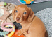 Exceptional tiny miniature dachshunds puppies