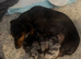 4 stunning girl dapple miniature dachshund puppies