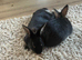 2 male rabbits