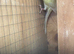 Proven pair cream kaks
