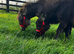 Pair of miniature Mediterranean colts