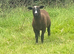 Zwartble Ram 2 year old proven