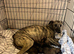 One Whippet puppy left!